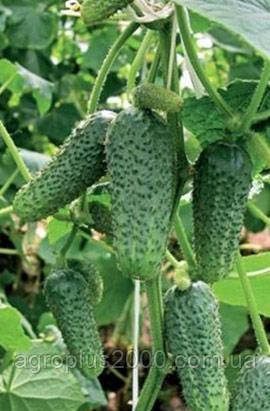 Насіння Огірок самозапильний Євро Пік F1, 1000 насінин United Genetics