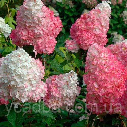 Гортензія волотиста Фрейз мельба Fraise Melba 3 (горшик 0,5л)