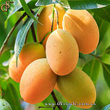Сушений манго — "Mangoes" — 100 г, фото 4