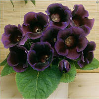 Полуни Глоксіння Violacea 10 шт.