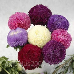 Насіння Астра китайська Балун Суміш 0,2 грама Satimex Садиба Центр