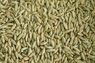 Жито для виготовлення борошна. Ціна за 25 кг. (1 кг. 18 грн.)