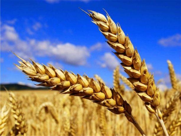 Пшениця для виготовлення борошна. Ціна за мішок 25 кг. (1кг. 18 грн.)