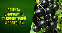 Догляд за ягідними кущами: обробка содою смородини