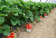 Правила гарного і якісного врожаю: догляд за полуницею та суницею навесні