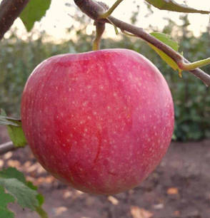Яблуня" Слава Переможцям"(великоплідний,дуже смачний), фото 2