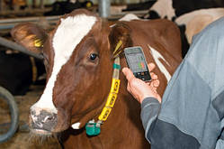 Програмне забезпечення керування стадом Dairy Plan C21