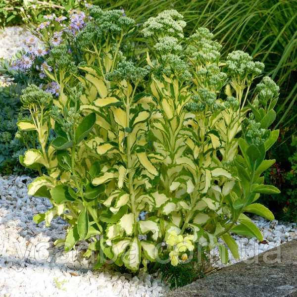 Очиток видний Медіоварієгату 94 (горщик 0,5л), фото 1