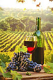 Бу листовий фільтр для виноградного соку/вина TMCI Padovan, фото 4