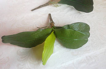 Лист орхидеи, большой.