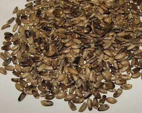 2кг., Розторопша / Росторопша (насіння ціле), фото 1