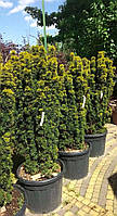 Тис ягодный Taxus baccata C70-90 h1,7-3,50м