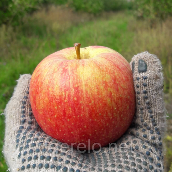 Яблуня Мелба — літня, фото 1