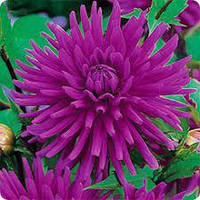 Клубень Георгіна Кактусова Purple Gem 5 шт.