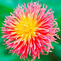 Клубень Георгіна Кактусова Fringed Star 5 шт.