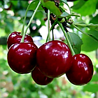 Саджанці Вишні Пустунка - середнього терміну, високоврожайна, крупноплідна, фото 2