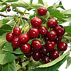 Саджанці Вишні Пустунка - середнього терміну, високоврожайна, крупноплідна, фото 4