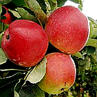 Саджанці Яблуні Фуджі Кіку 8 (карликова підщепа М9), фото 3