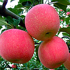 Саджанці Яблуні Фуджі Кіку 8 (карликова підщепа М9), фото 2