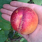 Саджанці Нектарина Медведівський-1 - середній, великоплідний, червонолистий, фото 4