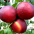 Саджанці Нектарина Нікітський-85 - середній, великоплідний, урожайний, фото 3