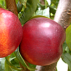 Саджанці Нектарина Фантазія - середній, невибагливий, великоплідний, фото 3