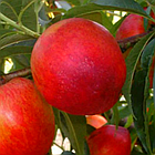 Саджанці Нектарина Кримчанин - середній, великоплідний, зимостійкий, фото 3