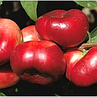 Саджанці Нектарина Донат (Donut) - інжирний, середній, великоплідний, фото 3