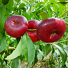 Саджанці Нектарина Донат (Donut) - інжирний, середній, великоплідний, фото 4