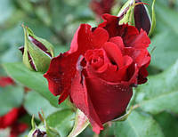 Троянда бордюрна / флорибунда Скарлет Боніка (Scarlet BONICA ®)