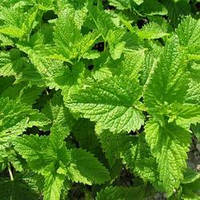 Насіння Меліси (лимонного бальзаму), 2 гр., ТМ "ЛедаАгро"