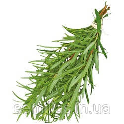Насіння Розмарин, 1 гр., ТМ "ЛедаАгро"