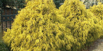 Кипарисовик горіхоплідний Filifera Aurea Nana 2 річний, Кипарисовик горохоплодный Филифера Ауреа Нана, фото 3
