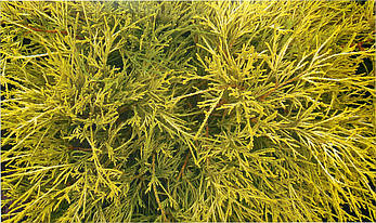 Кипарисовик горіхоплідний Filifera Aurea Nana 2 річний, Кипарисовик горохоплодный Филифера Ауреа Нана, фото 4