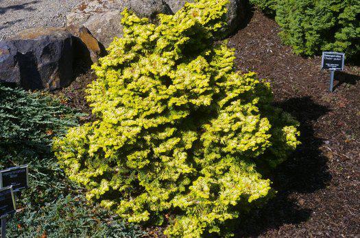 Кипарисовик тупий Golden Ceramic 2 річний, Кипарисовик тупой Голден керамик, Chamaecyparis obtusa Golden Cer
