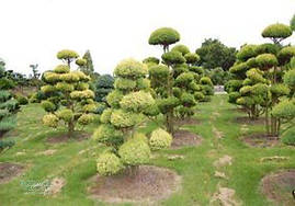 Кипарисовик горохоплідний Plumosa Aurea 2річний, Кипарисовик горохоплодный Плюмоза Ауреа Сhamaecyparis pisifer, фото 3