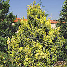 Кипарисовик горохоплідний Plumosa Aurea 2річний, Кипарисовик горохоплодный Плюмоза Ауреа Сhamaecyparis pisifer, фото 6