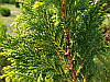Кипарисовик горохоплідний Plumosa Aurea 2річний, Кипарисовик горохоплодный Плюмоза Ауреа Сhamaecyparis pisifer, фото 4