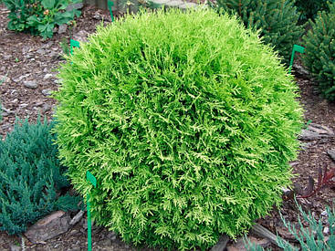 Туя західна Selena 2 річна, Туя західна Селену, Thuja occidentalis Selena