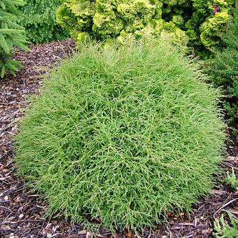 Туя західна Mr. Bowling Ball 2 річна, Туя західна Містер Боулінг Болл, Thuja occidentalis Mr. Bowling Ball, фото 1