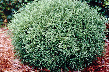 Туя західна Mr. Bowling Ball 2 річна, Туя західна Містер Боулінг Болл, Thuja occidentalis Mr. Bowling Ball, фото 3