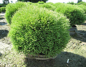 Туя західна Mr. Bowling Ball 2 річна, Туя західна Містер Боулінг Болл, Thuja occidentalis Mr. Bowling Ball, фото 5