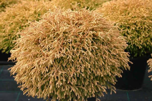 Туя західна Golden tuffet 2 річна, Туя західна Голден Таффет , Thuja occidentalis Golden tuffet, фото 1