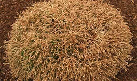 Туя західна Golden tuffet 2 річна, Туя західна Голден Таффет , Thuja occidentalis Golden tuffet, фото 4