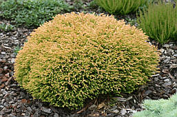 Туя західна Golden tuffet 2 річна, Туя західна Голден Таффет , Thuja occidentalis Golden tuffet, фото 5