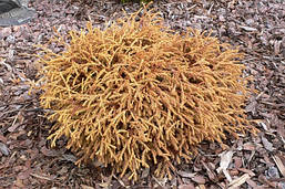 Туя західна Golden tuffet 2 річна, Туя західна Голден Таффет , Thuja occidentalis Golden tuffet, фото 6