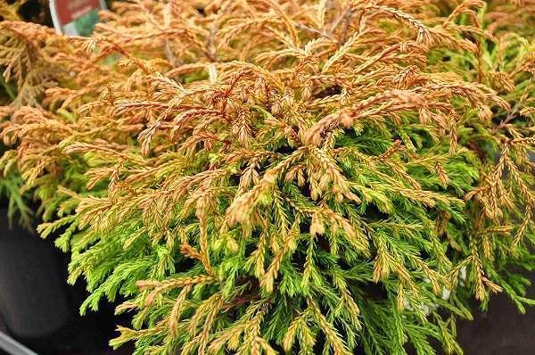 Туя західна Golden tuffet 2 річна, Туя западная Голден Таффет, Thuja occidentalis Golden tuffet - фото 8 - id-p1019848526