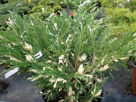 Ялівець горизонтальний Andorra Variegata 2 річний, Ялівець горизонтальний Андорра Варієгата, Juniperus, фото 1