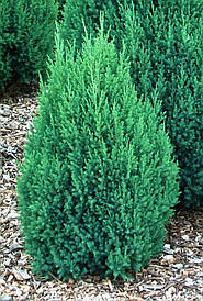 Ялівець китайський Stricta 2 річний, Ялівець китайський Стрікта, Juniperus chinensis Stricta