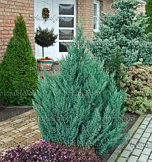 Ялівець китайський Stricta 2 річний, Ялівець китайський Стрікта, Juniperus chinensis Stricta, фото 4
